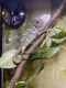 Veiled Chameleon Reptiles for sale in Knoxville, TN, USA. price: NA