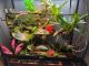Veiled Chameleon Reptiles for sale in Wesley Chapel, FL, USA. price: $490