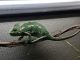 Veiled Chameleon Reptiles for sale in Citrus Heights, CA, USA. price: NA