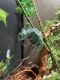 Veiled Chameleon Reptiles for sale in Indianapolis, IN, USA. price: NA