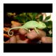 Veiled Chameleon Reptiles for sale in Richmond, VA, USA. price: NA