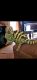 Veiled Chameleon Reptiles for sale in North Bergen, NJ 07047, USA. price: $500