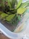 Veiled Chameleon Reptiles for sale in Bonita Springs, FL, USA. price: NA