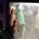 Veiled Chameleon Reptiles