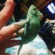 Veiled Chameleon Reptiles for sale in Atlanta, GA, USA. price: NA
