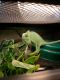 Veiled Chameleon Reptiles for sale in Gastonia, NC 28056, USA. price: NA