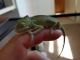 Veiled Chameleon Reptiles for sale in Rochester, NY, USA. price: NA