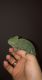 Veiled Chameleon Reptiles for sale in Dayton, OH, USA. price: $250