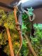 Veiled Chameleon Reptiles for sale in Wentzville, MO, USA. price: $250
