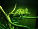 Veiled Chameleon Reptiles for sale in Denver, CO 80226, USA. price: NA