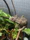 Veiled Chameleon Reptiles for sale in Irving, TX, USA. price: $200