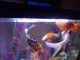 Veiltail goldfish Fishes for sale in Maryland Heights, Missouri. price: $60