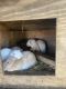 Velveteen Lop Rabbits for sale in Newmanstown, PA 17073, USA. price: NA