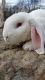 Velveteen Lop Rabbits for sale in Fleetwood, PA 19522, USA. price: NA