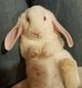 Velveteen Lop Rabbits