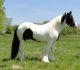 Ventasso Horse Horses for sale in Gainesville, FL, USA. price: NA