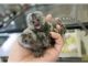Vervet Guenon Animals for sale in Texas City, TX, USA. price: NA