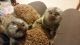 Vervet Guenon Animals for sale in Adell, WI 53001, USA. price: $500