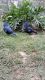 Victoria Crowned Pigeon Birds for sale in Ethel, LA 70730, USA. price: NA