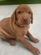 Vizsla Puppies for sale in Troy, OH 45373, USA. price: $1,000