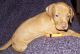 Vizsla Puppies for sale in Midland Park, NJ 07432, USA. price: NA