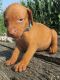 Vizsla Puppies for sale in Hull, IA 51239, USA. price: NA