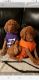 Vizsla Puppies for sale in Spencer, IN 47460, USA. price: $1,500