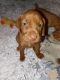 Vizsla Puppies for sale in Deltona, FL, USA. price: $2,000