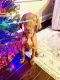 Vizsla Puppies for sale in Simpsonville, SC, USA. price: NA