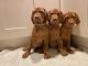 Vizsla Puppies for sale in Allentown, PA 18104, USA. price: NA