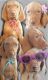 Vizsla Puppies for sale in Salisbury, MD, USA. price: NA