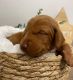 Vizsla Puppies for sale in 812 Renaissance Pointe, Altamonte Springs, FL 32714, USA. price: $1,500