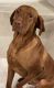Vizsla Puppies for sale in Brentwood, NC 27616, USA. price: NA