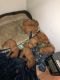 Vizsla Puppies for sale in Readfield, ME 04355, USA. price: $1,000