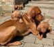 Vizsla Puppies for sale in Descanso, CA 91916, USA. price: $750