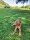 Vizsla Puppies for sale in Stoddard, WI 54658, USA. price: $1,000