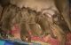 Vizsla Puppies for sale in East Ryegate, Ryegate, VT 05042, USA. price: NA