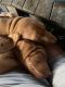 Vizsla Puppies for sale in Loveland, OH, USA. price: $3,000