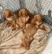 Vizsla Puppies for sale in Salisbury, MD 21804, USA. price: $1,000