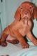 Vizsla Puppies for sale in Hull, IA 51239, USA. price: $1,200