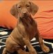 Vizsla Puppies for sale in East Freetown, Freetown, MA, USA. price: $3,500