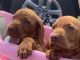 Vizsla Puppies for sale in Bloomington, IL, USA. price: NA