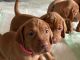 Vizsla Puppies for sale in Castle Rock, CO 80108, USA. price: $1,500