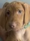 Vizsla Puppies for sale in Ovid, MI 48866, USA. price: $1,800