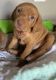 Vizsla Puppies for sale in Omaha, NE, USA. price: NA