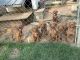 Vizsla Puppies for sale in Foley, AL, USA. price: $1,000