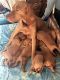 Vizsla Puppies for sale in 2335 Bean Rd, Auburn, CA 95603, USA. price: NA