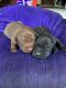 Vizsla Puppies for sale in Bloomington, IL, USA. price: $1,500