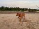 Vizsla Puppies for sale in St Charles, MO, USA. price: $1,700