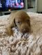 Vizsla Puppies for sale in Salisbury, MD 21804, USA. price: $500